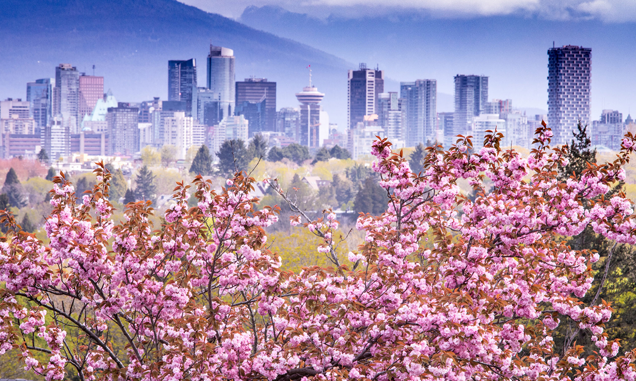 Cherry Blossom Feast: Exploring Vancouver’s Spring Sakura